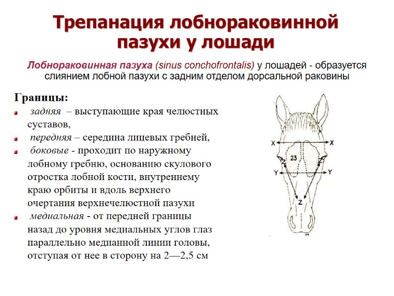 Трепанация лобнораковинной пазухи у лошади Границы: задняя – выступающие края челюстных суставов, Трепанация лобнораковинной пазухи у лошади Границы: задняя – выступающие края челюстных суставов,